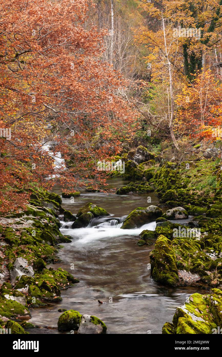 Stream flowing though trees in autumn colours Stock Photo