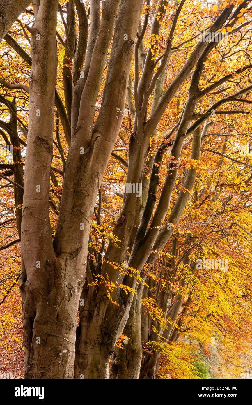 Tree trunks in autumnal colours Stock Photo