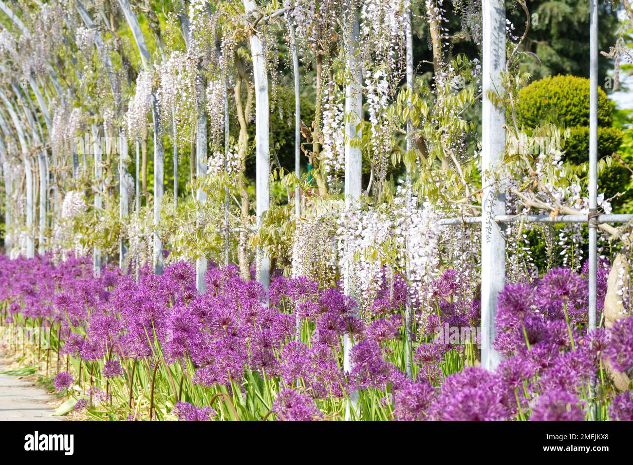 Spring display at the wisteria walk arch, at RHS Wisley Garden, England, in May featuring wisteria floribunda Kimono and Allium Purple Rain. Stock Photo