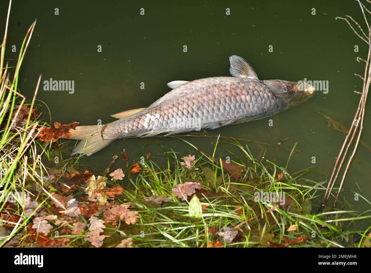 A dead fish floating on the water surface Stock Photo