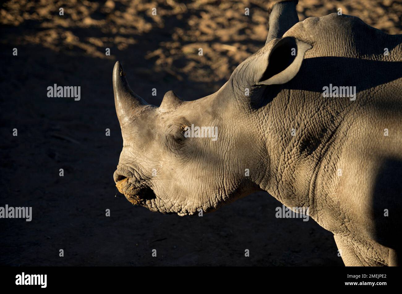 White Rhinocerous (Ceratotherium simum), Ant's Nest Reserve, near Vaalwater, Limpopo province, South Africa Stock Photo