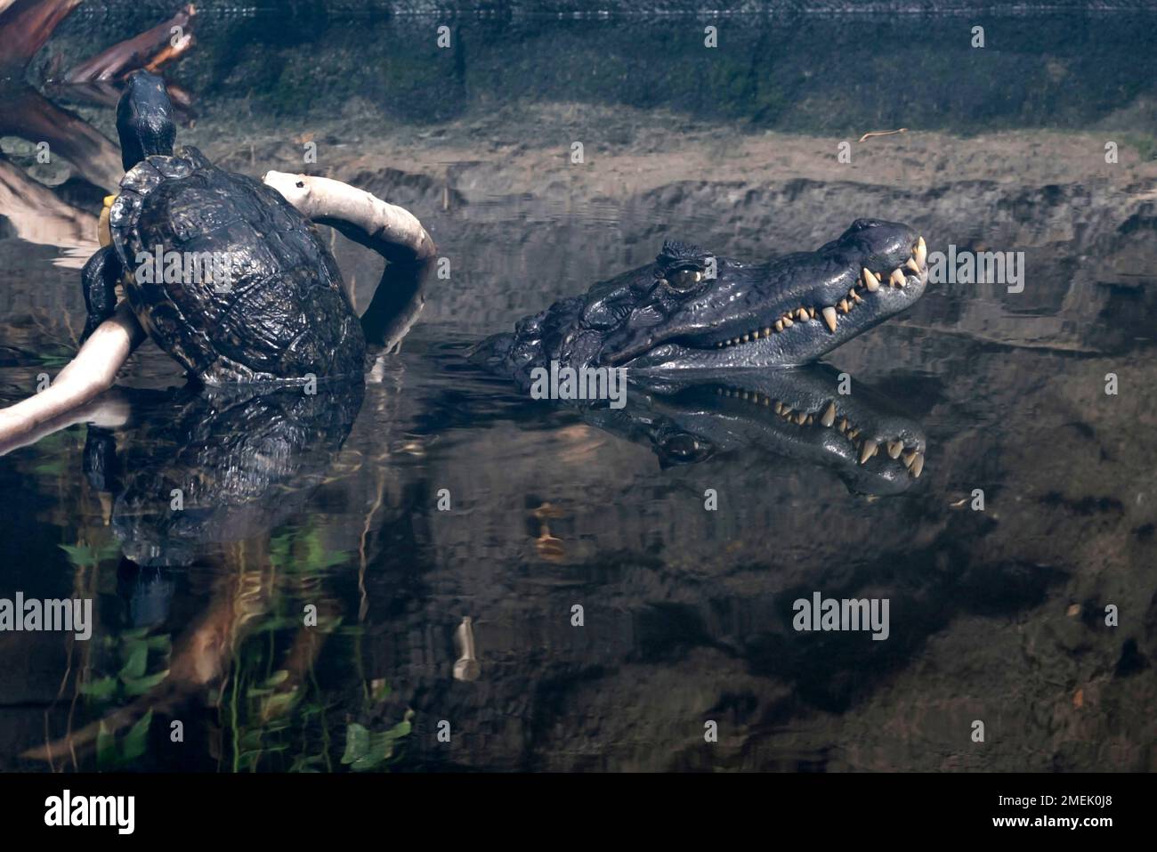 Crocodile and turtle together in the water of a zoo, The Netherlands. Stock Photo