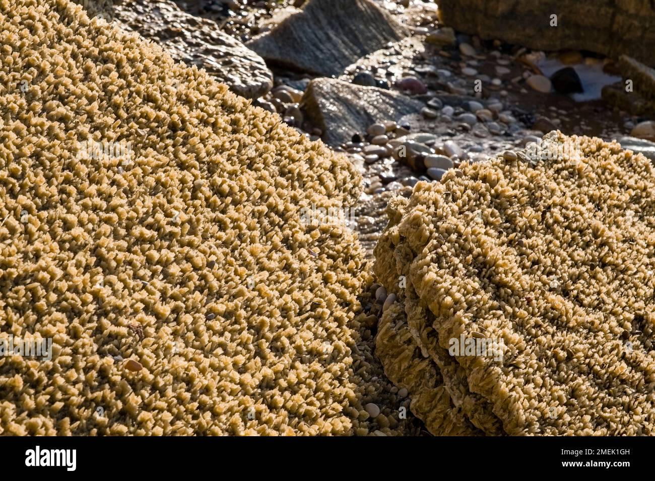 Limescale deposits on stones on Capo Bianco beach Stock Photo Alamy