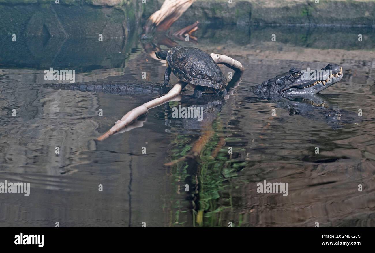 Crocodile and turtle together in the water of a zoo, The Netherlands. Stock Photo