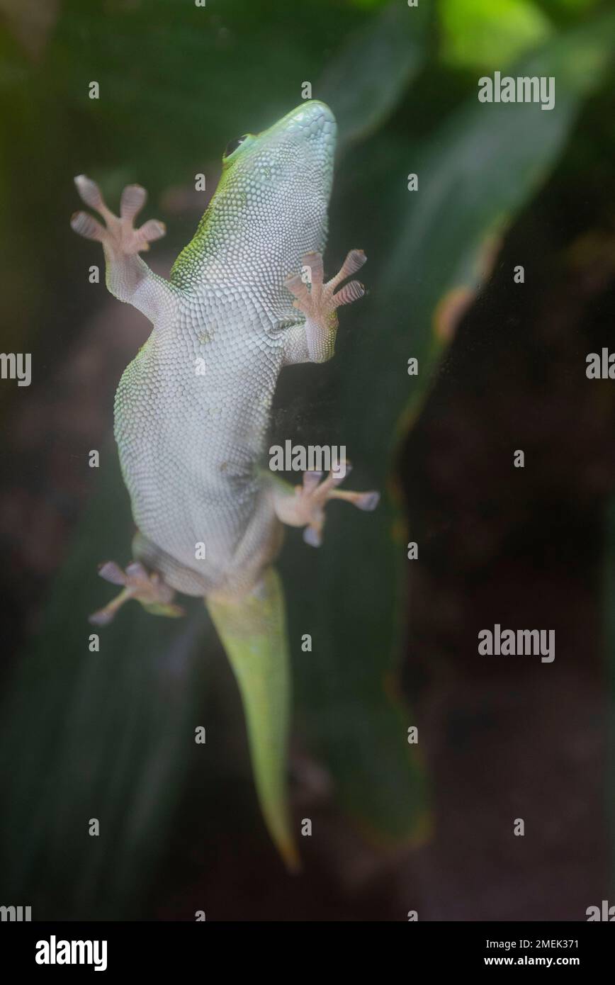Gecko Zoo Tokay gecko gekko close hi-res stock photography and images - Alamy