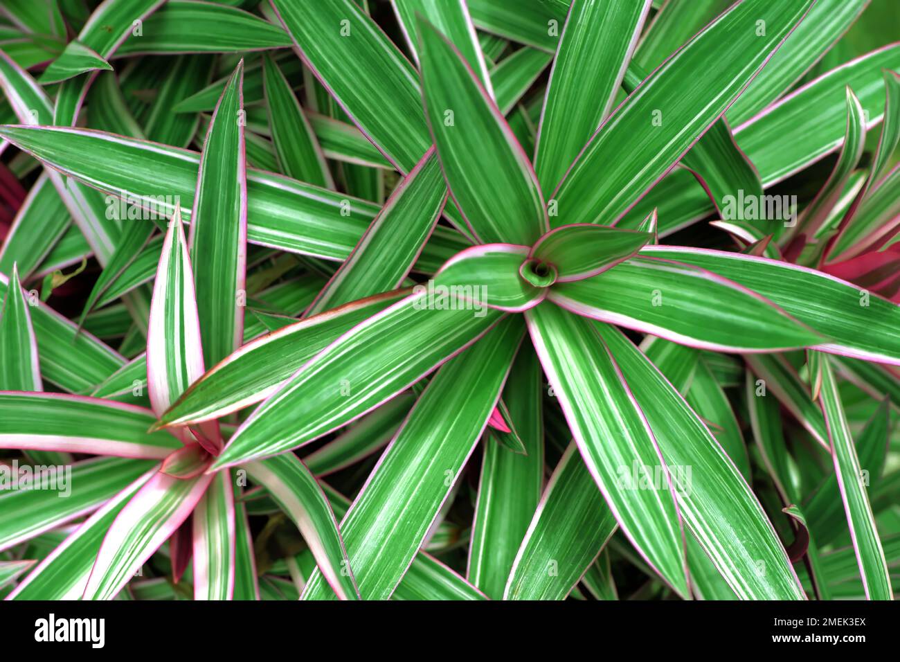 The beauty of green leaves in tropical nature Stock Photo