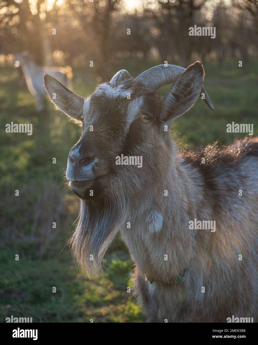 Symbol of the chinese new year 2027 goat muzzle close up of the head