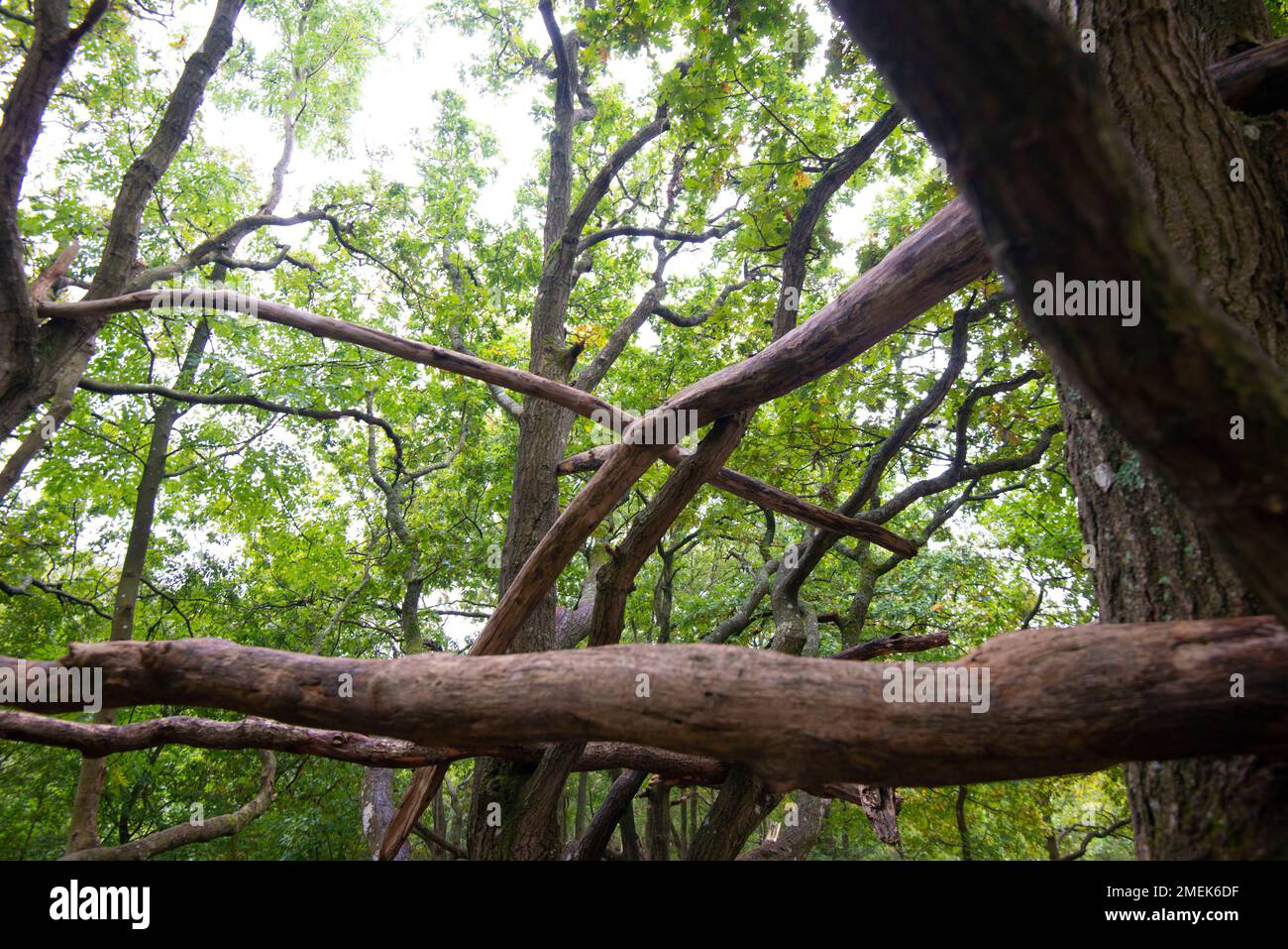 Forest playground created by fallen trees, The Netherlands. Stock Photo