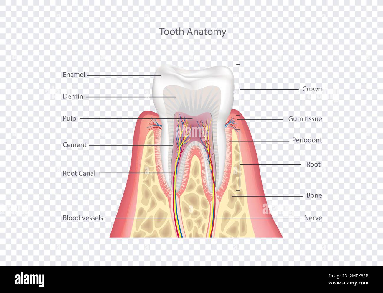 Tooth anatomy. Healthy teeth structure. Dental medical vector ...