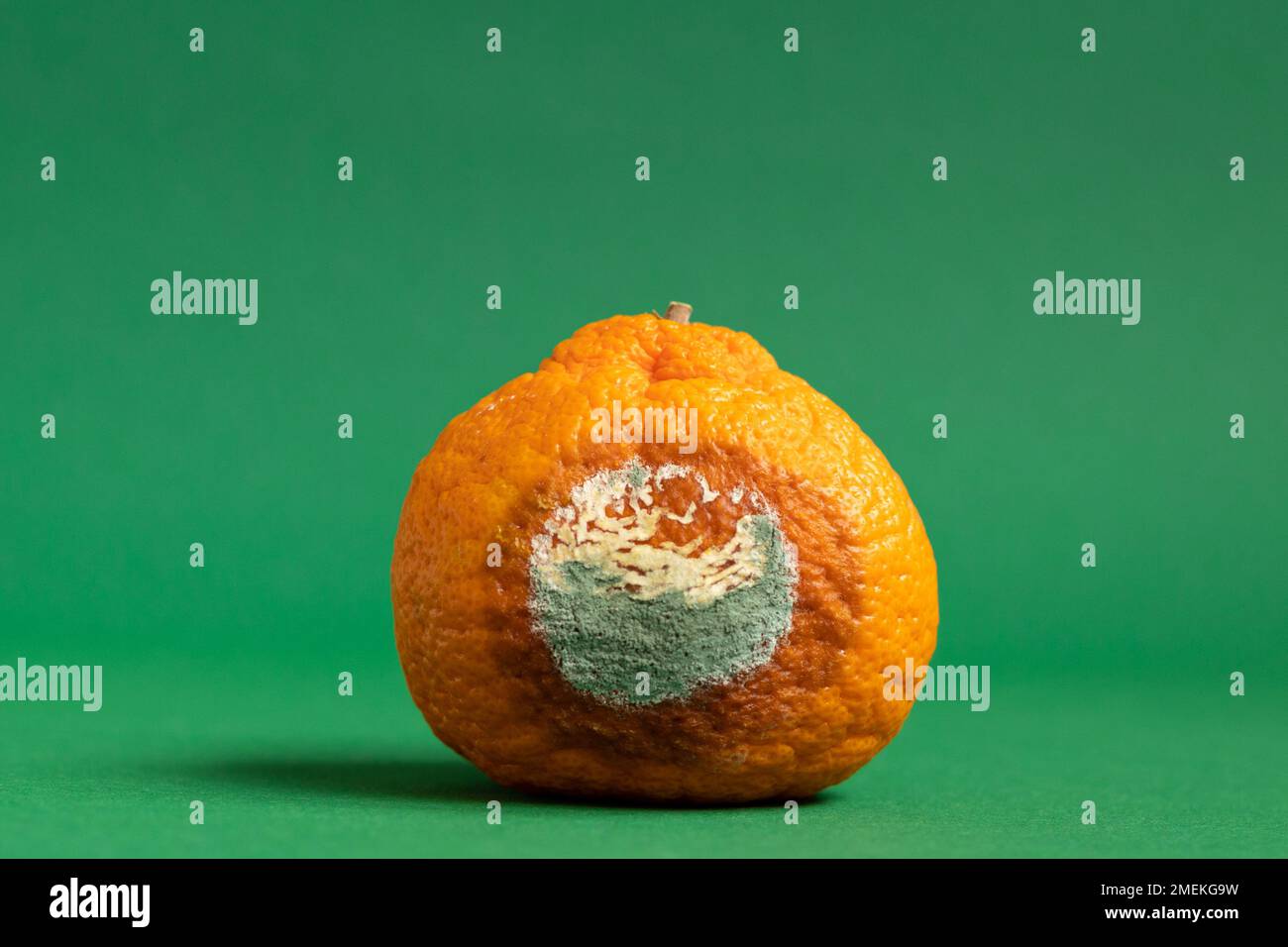 Moldy orange. Rottan moldy fruit. Mould, mildew covered foods. Concept