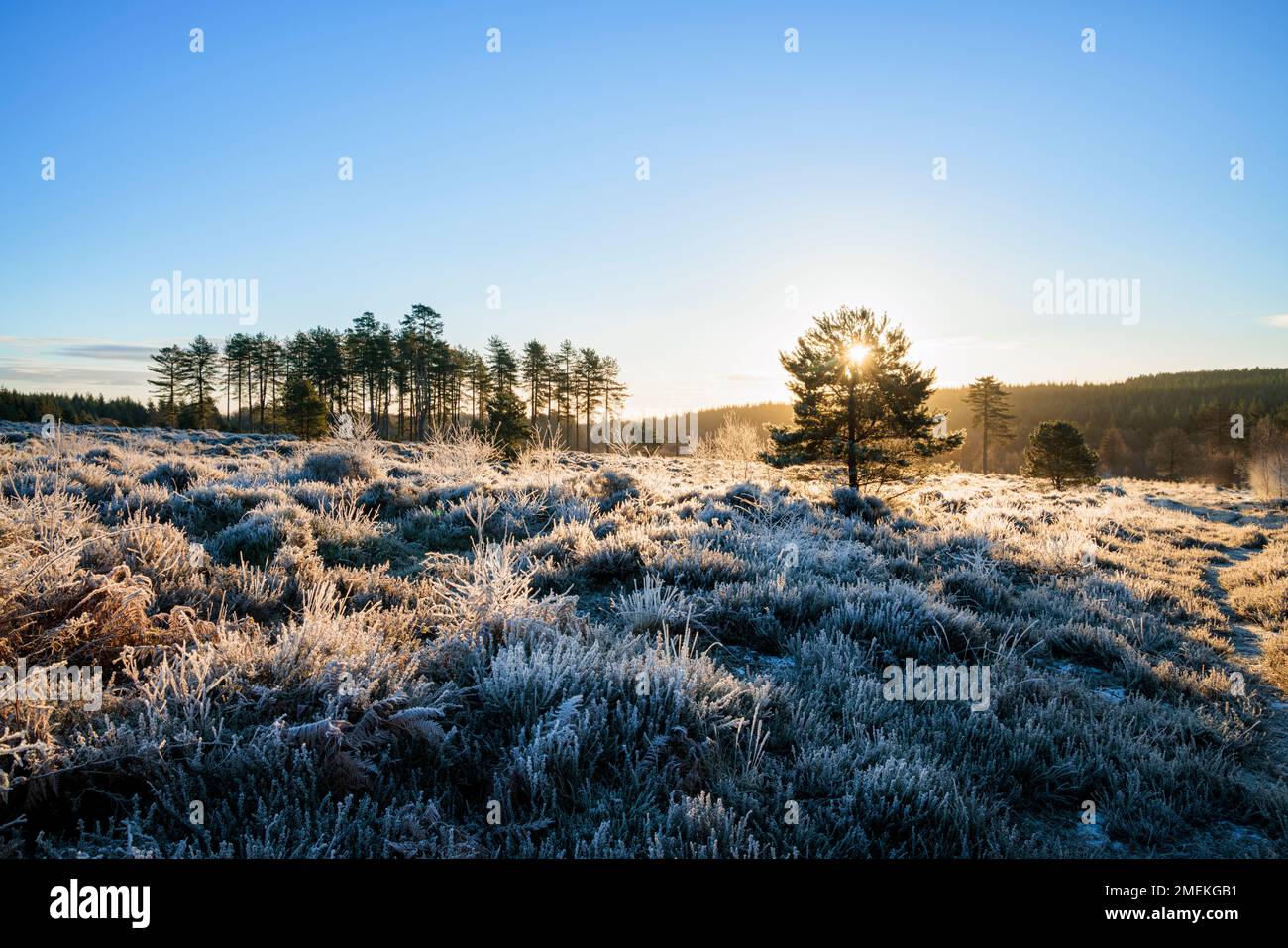 Winter sunrise at the Cleddon Nature Reserve in the lower Wye Valley. Stock Photo