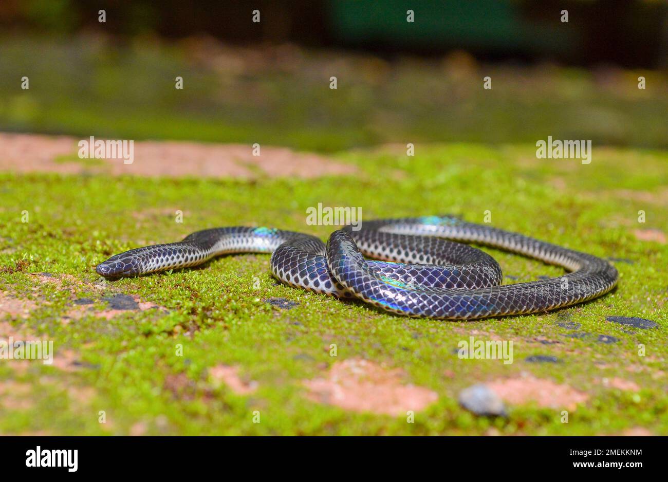 Melanophidium khairei or Khaire's black shieldtail, species of burrowing snake, family Uropeltidae, endemic to India. Stock Photo