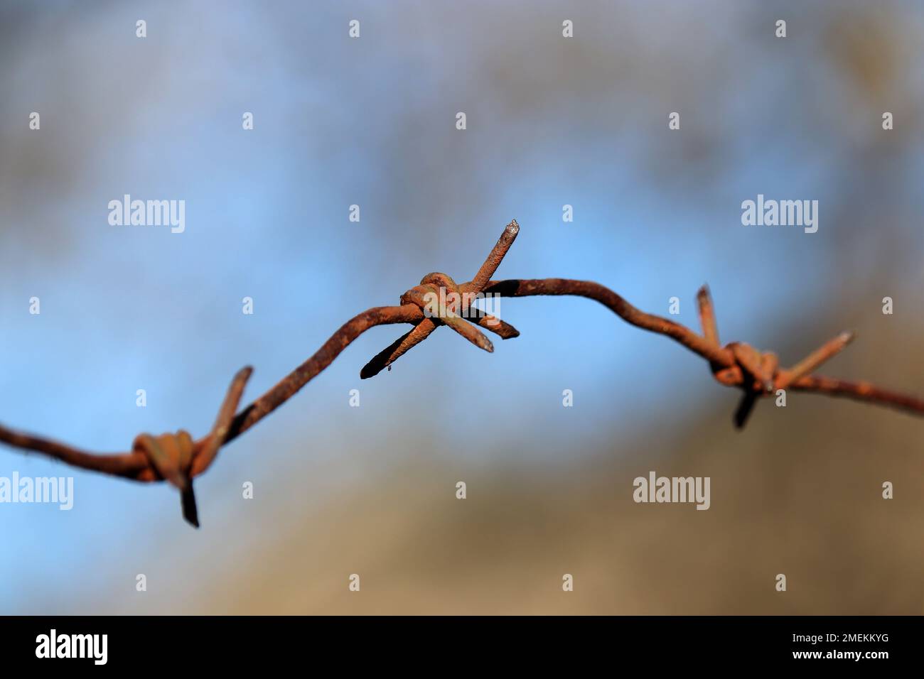 Rusty barbed wire on blurred background. Concept of boundary, prison or war Stock Photo