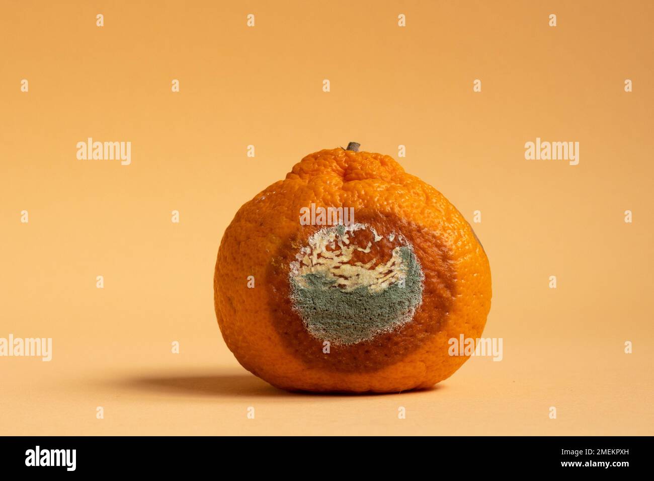 Moldy orange. Rottan moldy fruit. Mould, mildew covered foods Stock