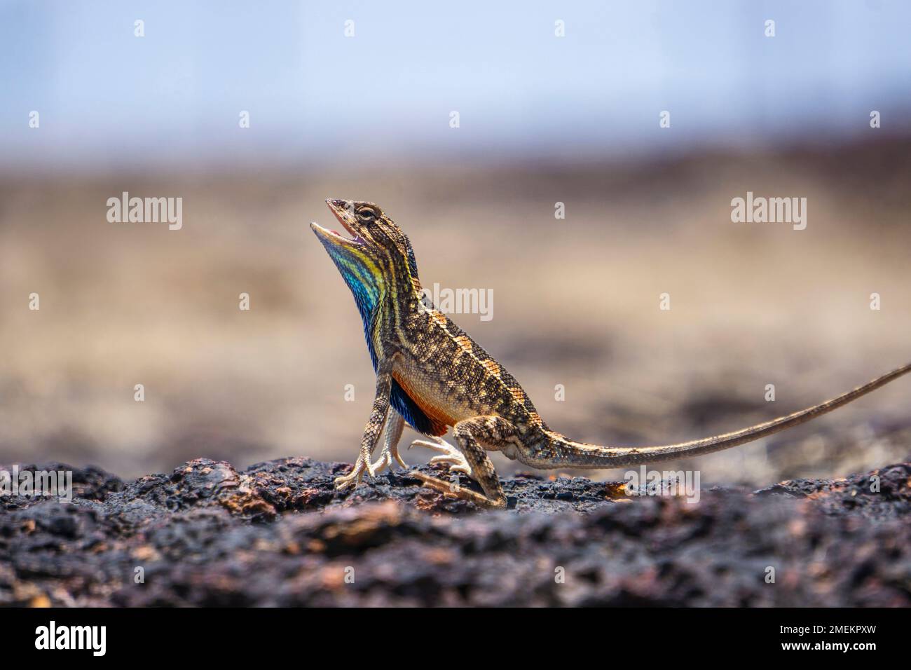 Lizard with blue throat hi res stock photography and images Alamy