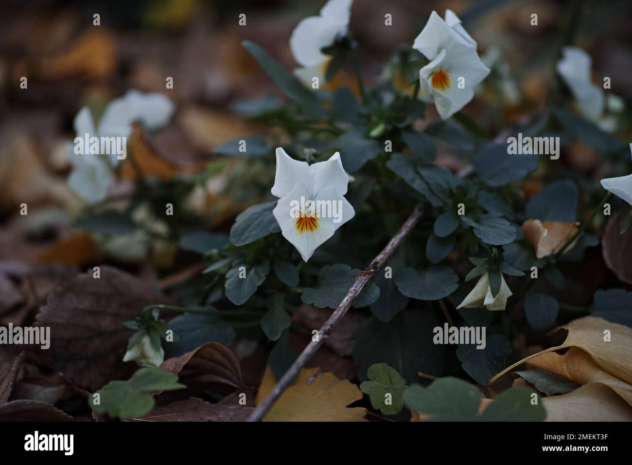 A closeup shot of great white trillium flowers found growing in the wild Stock Photo
