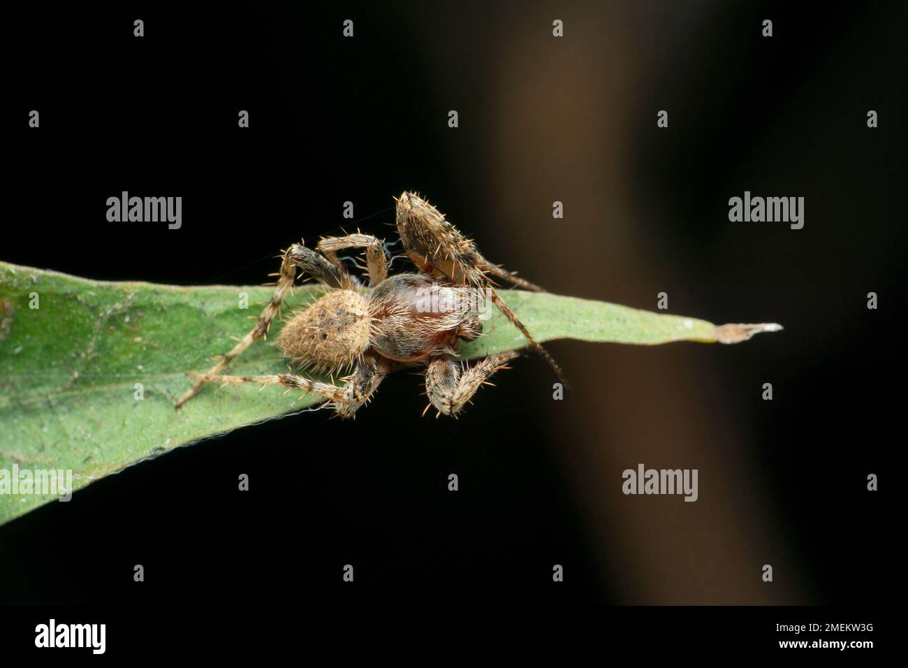 Orb weaver spider, Satara, Maharashtra, India Stock Photo