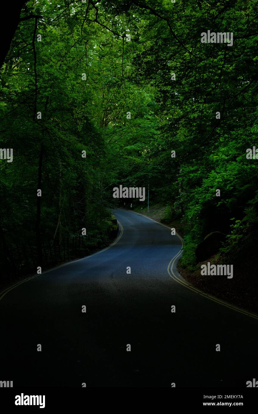 A long road in the middle of the forest with trees on either side at
