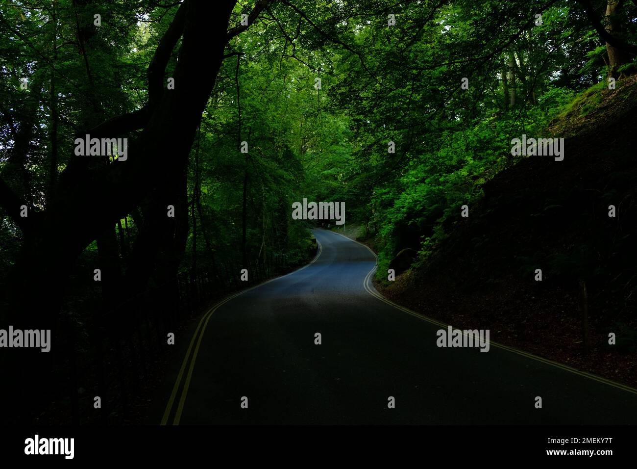 An amazing long road in the middle of the forest with trees on either
