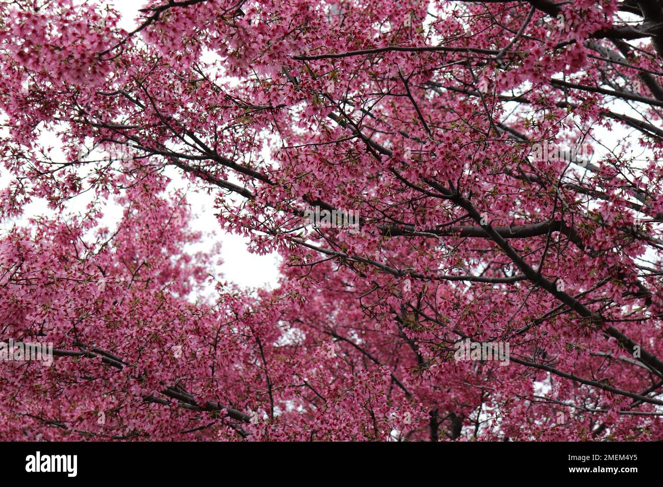 A beautiful scene of the cherry blossom tree with beautiful pink ...