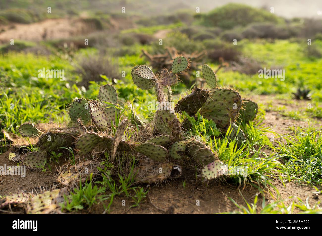 A closeup of green Coastal prickly pear cactus leaves on the sandy beach Stock Photo