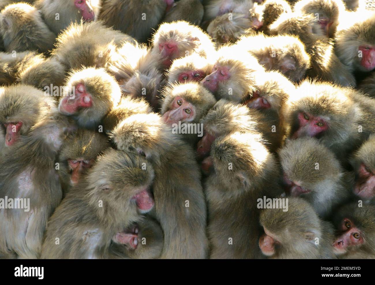 Kagawa Prefecture, Japan. 24th January 2023. Japanese monkeys snuggle