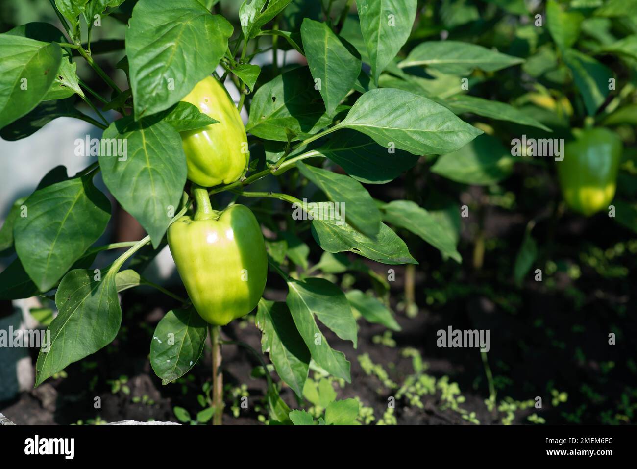 green bell pepper garden plants. High quality photo Stock Photo