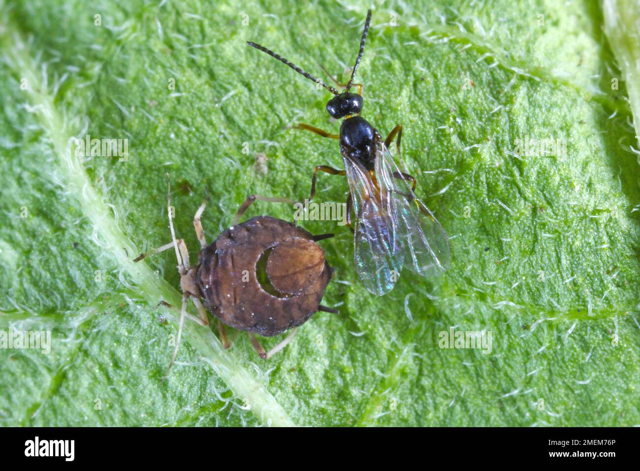 The black bean aphid (Aphis fabae) parasitized by Diaeretiella rapae (Hymenoptera: Braconidae). It is a cosmopolitan parasitoid of many species of aph Stock Photo