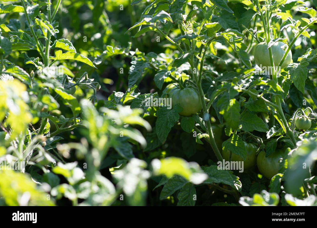green tomatoes growing in a greenhouse. tomato hanging on a branch