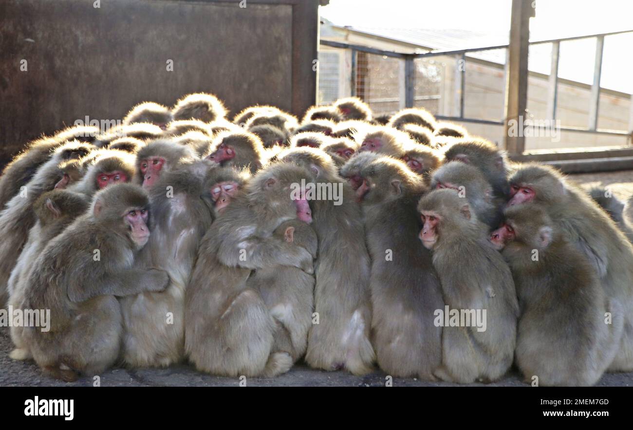 Kagawa Prefecture, Japan. 24th January 2023. Japanese monkeys snuggle