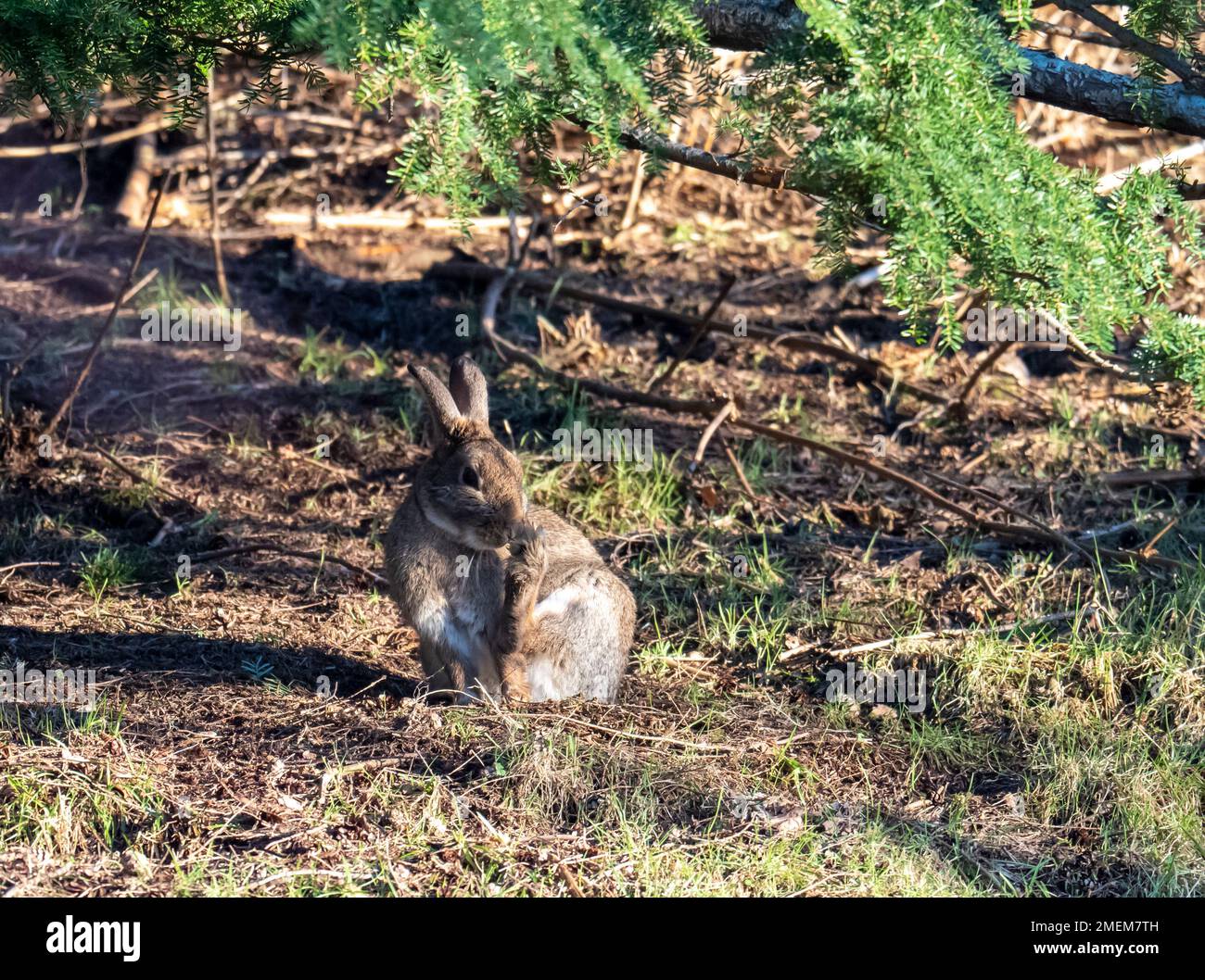Rabbit, Oryctolagus cuniculus in Ambleside, Lake District, UK Stock ...