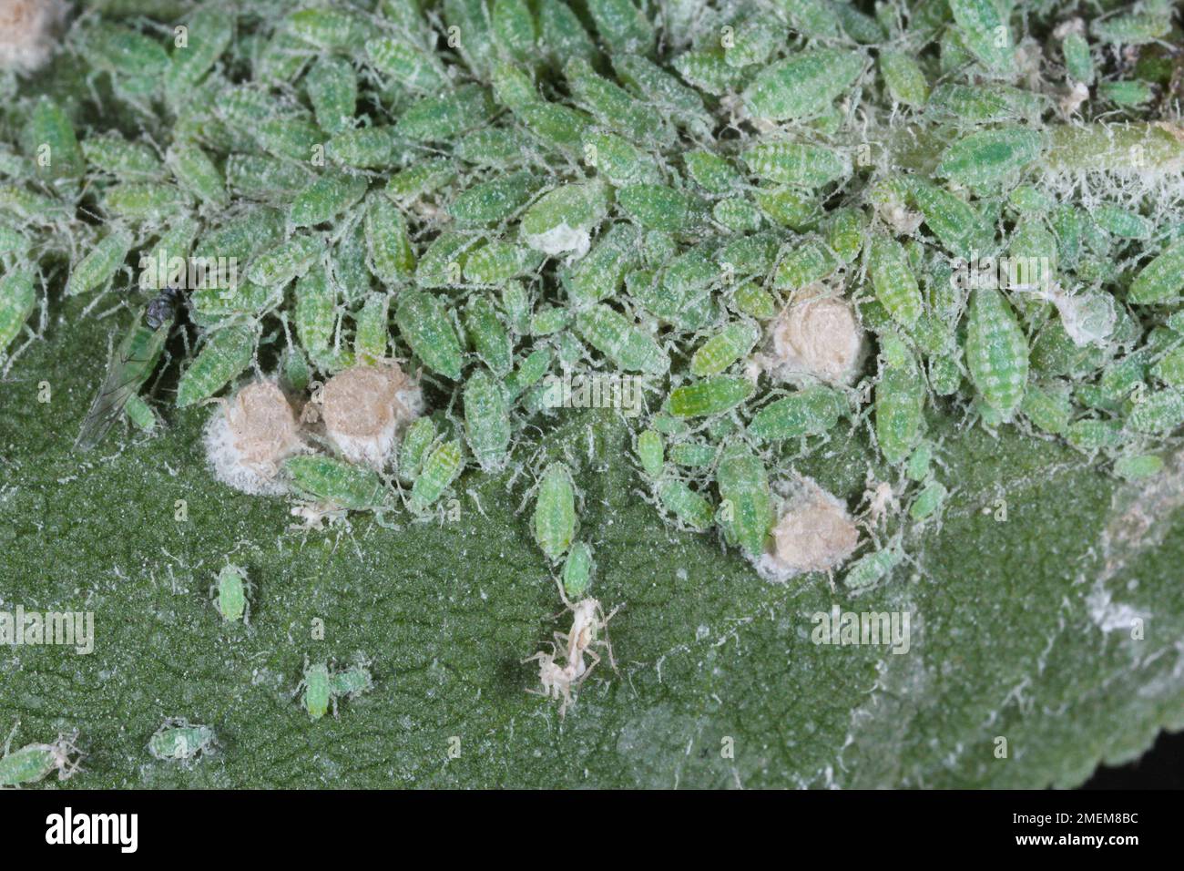 Aphids killed by entomopathogenic fungus. Stock Photo