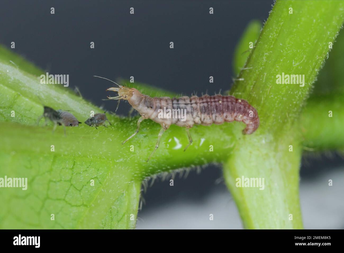 Green Lacewing (Chrysopa perla) hunting for aphids. It is an insect in ...