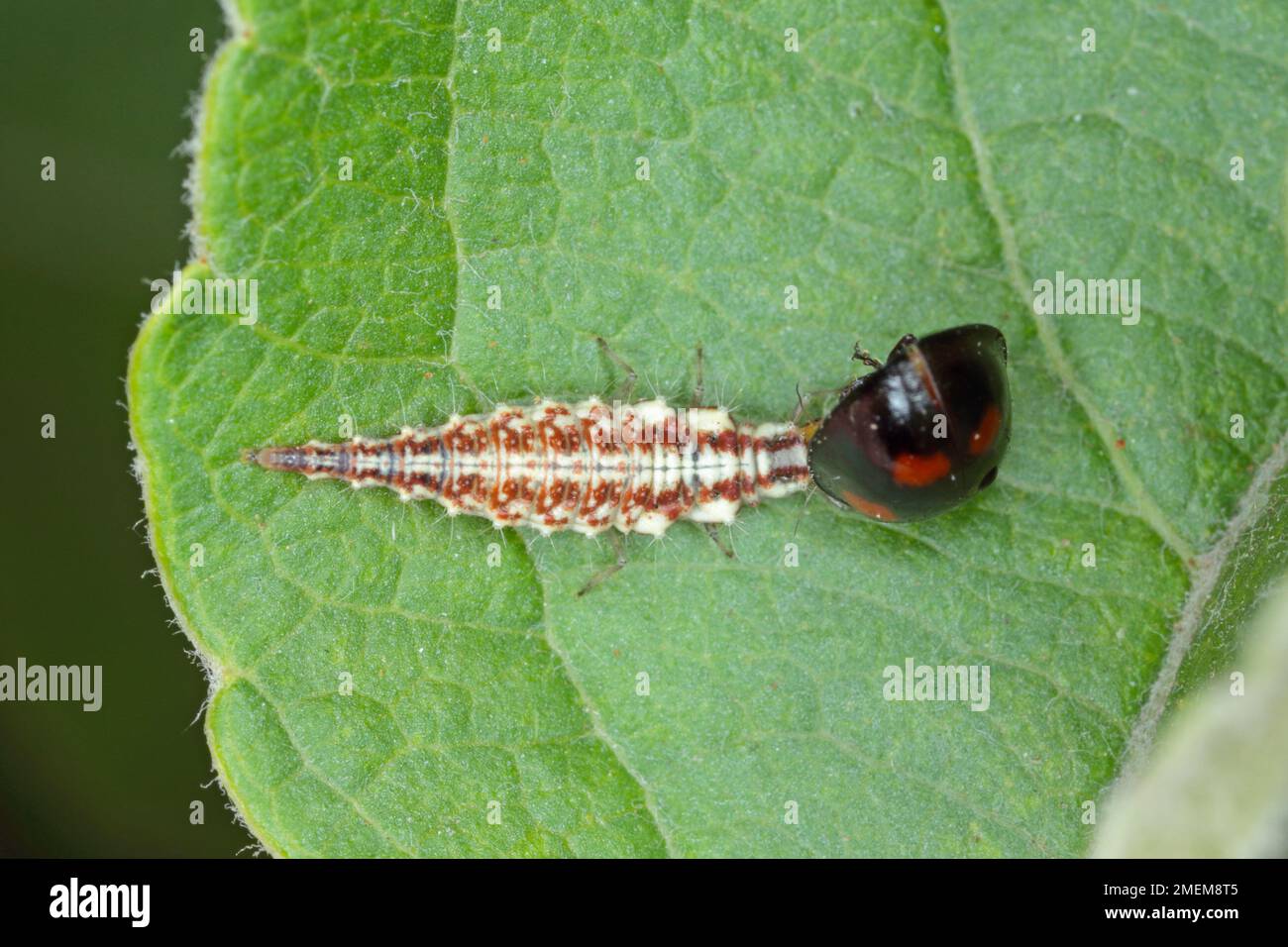 Larva of Green Lacewing (Chrysopa perla) with a hunted ladybird . Stock Photo