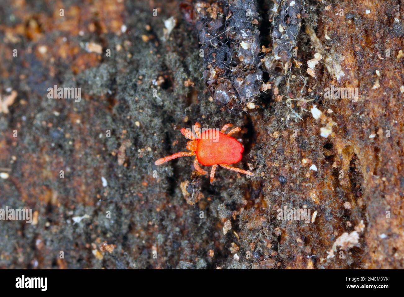 Red Velvet Mite or Rain Bug (Trombidiidae) walking on the ground. Stock Photo