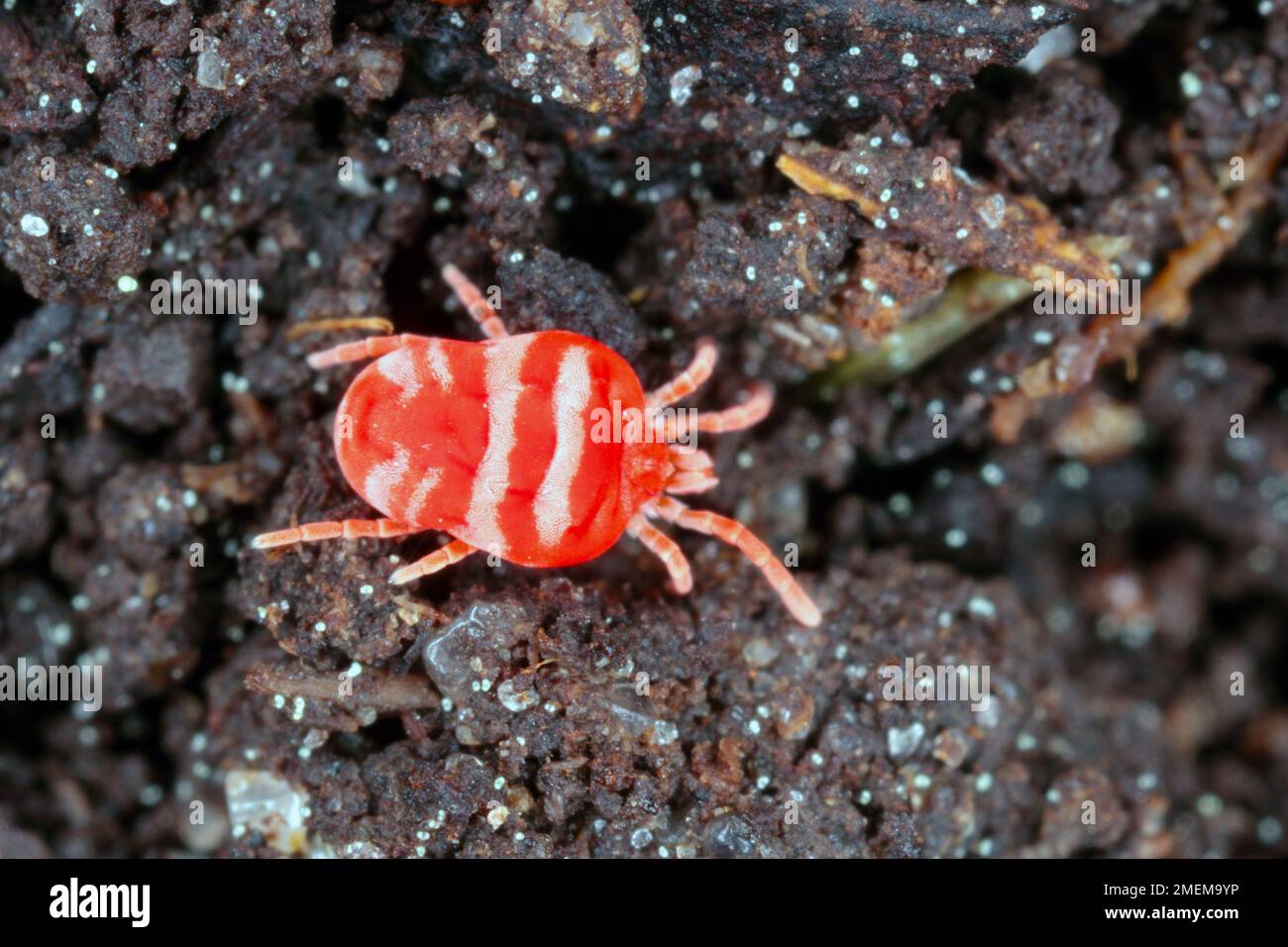 Red Velvet Mite or Rain Bug (Trombidiidae) walking on the ground. Stock Photo