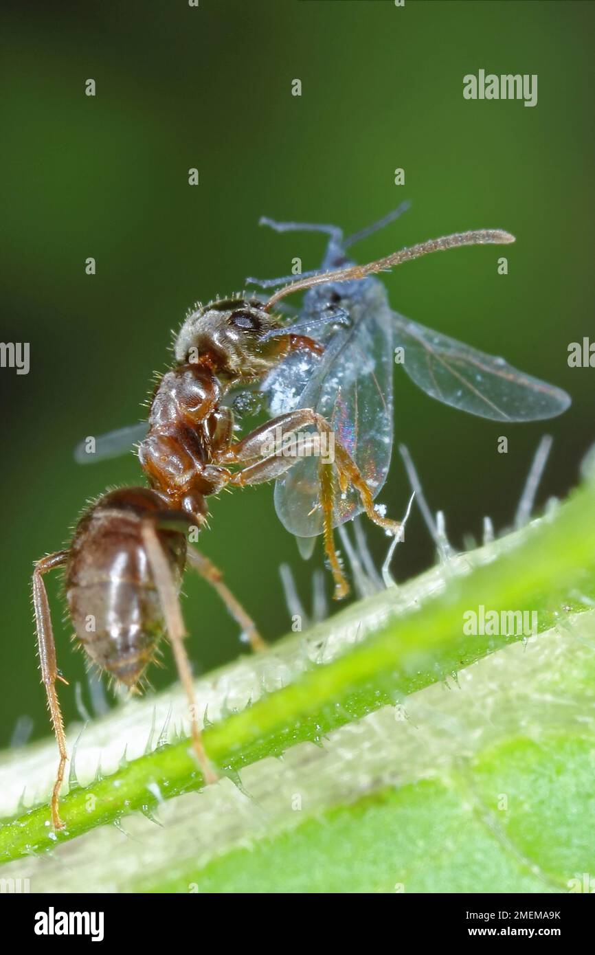 Ant with a hunted aphid Stock Photo - Alamy