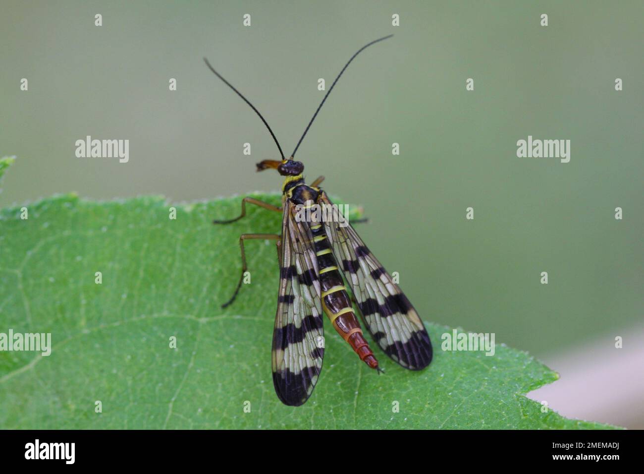 Panorpa communis is the common scorpionfly a species of scorpionfly. It’s are useful insects that eat plant pests. Stock Photo