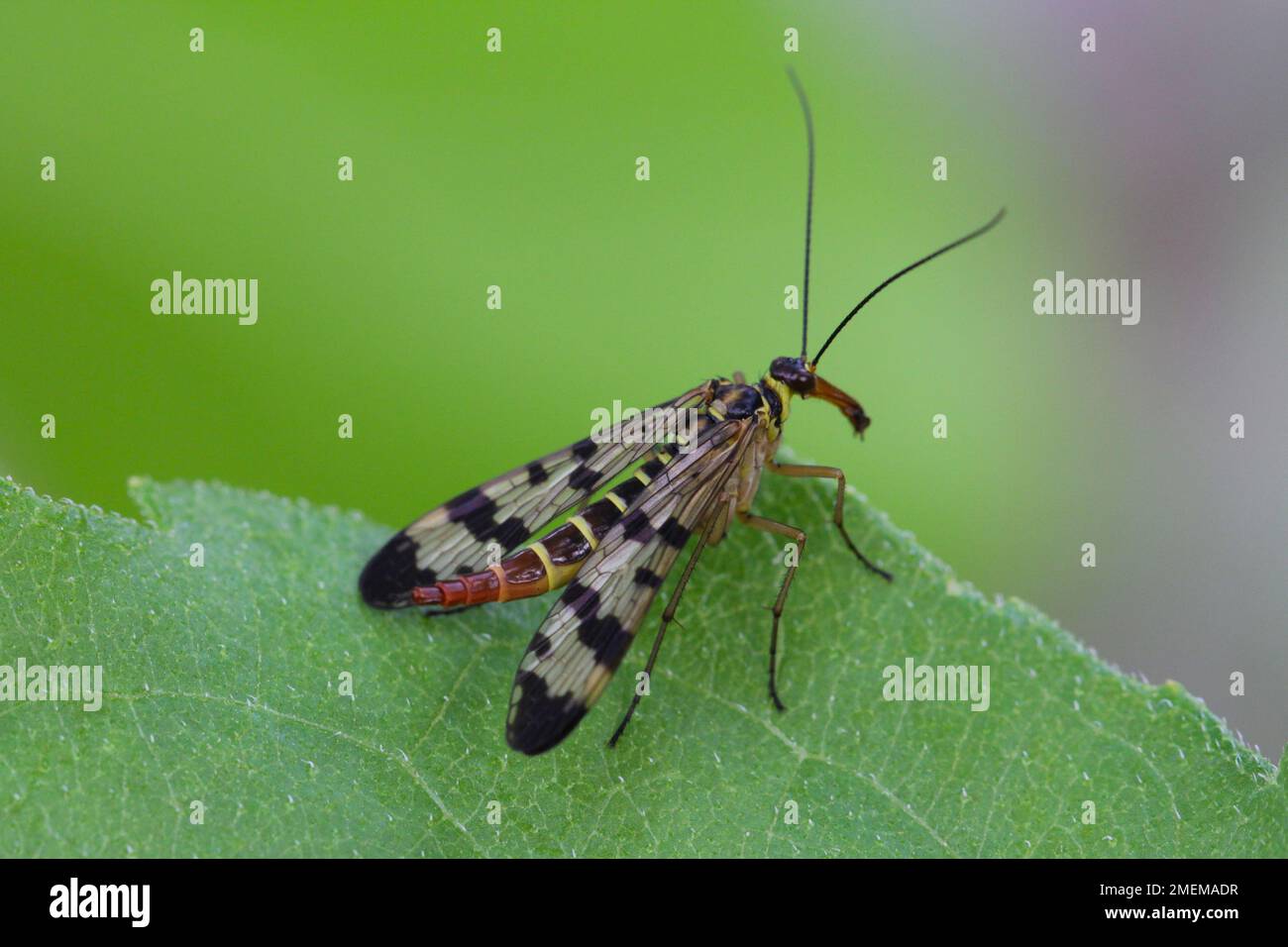 Panorpa communis is the common scorpionfly a species of scorpionfly. It’s are useful insects that eat plant pests. Stock Photo