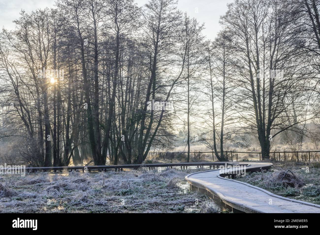 Boarded walkway above wetlands on a cold, frosty morning, UK Stock Photo