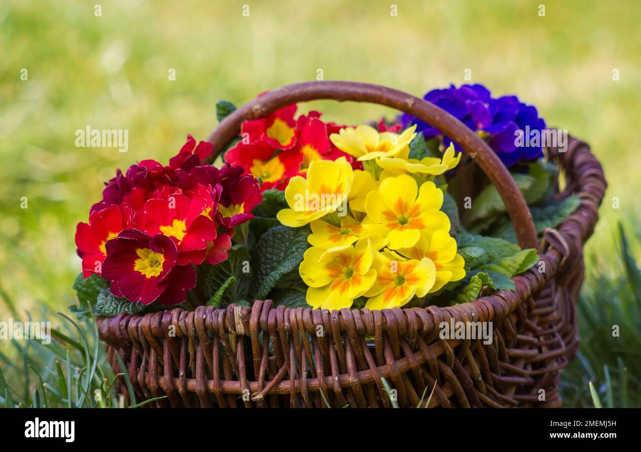 Blossoming primrose in a basket Stock Photo