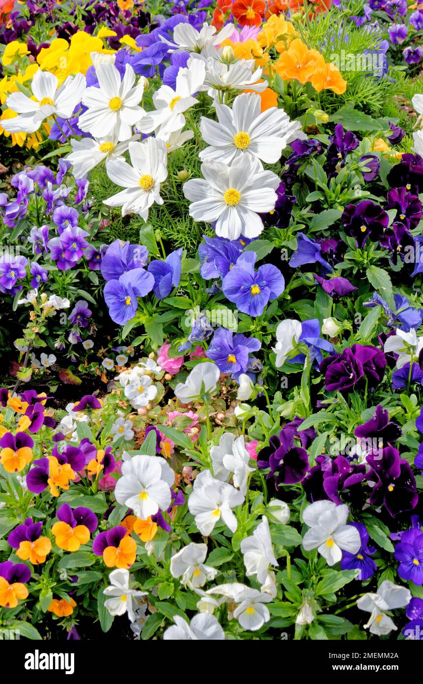 Background formed by a flowerbed of small colorful flowers. Vibrant colorful flowers background - Nature Stock Photo