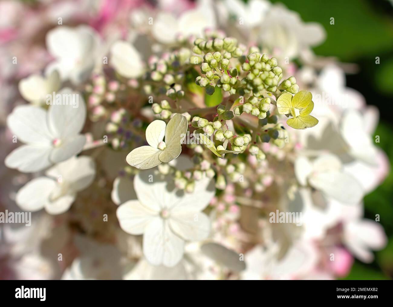 A selective focus of the upper buds of a white Hydrangea Paniculata ...