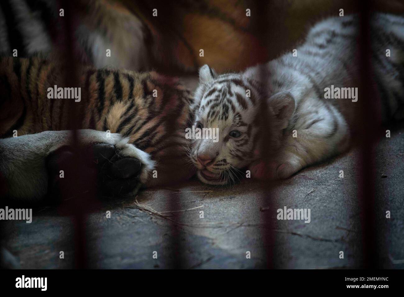 A white Bengal tiger cub rests with his mother and siblings at the