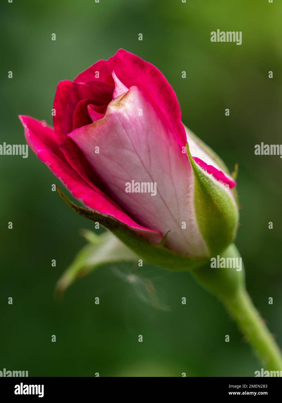 Midnight Blue rose begins to bloom the petals slowly bloom Stock Photo