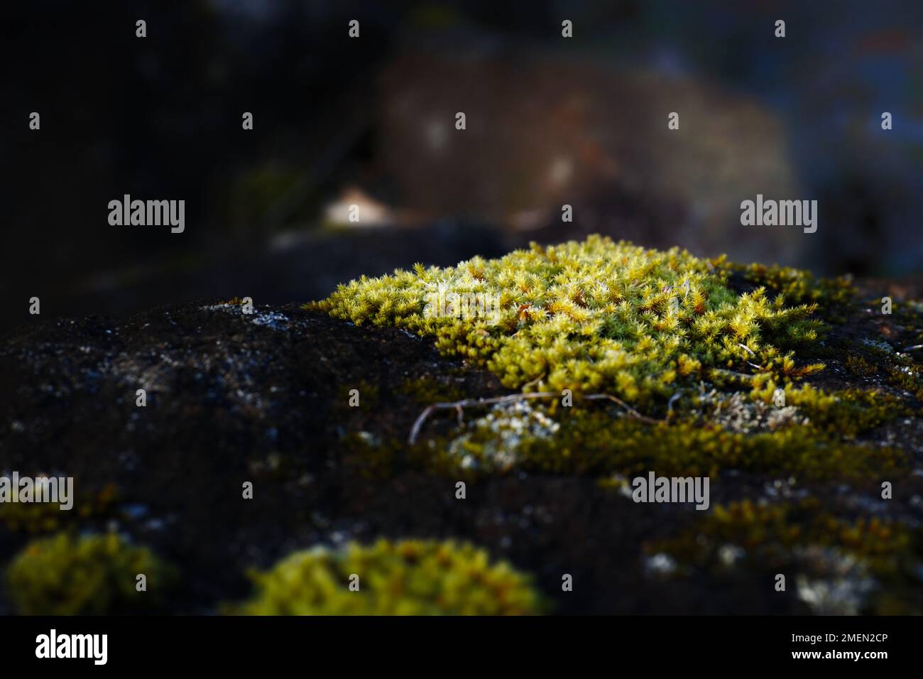 Rock surface flora hi-res stock photography and images - Alamy