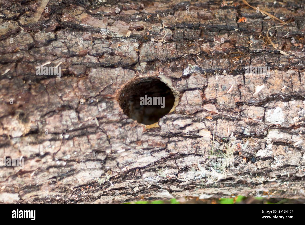 hole for woodpecker nest in horizontal tree trunk Stock Photo