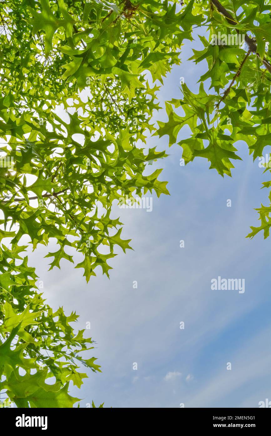 Canopy bright green leaves hi-res stock photography and images - Alamy