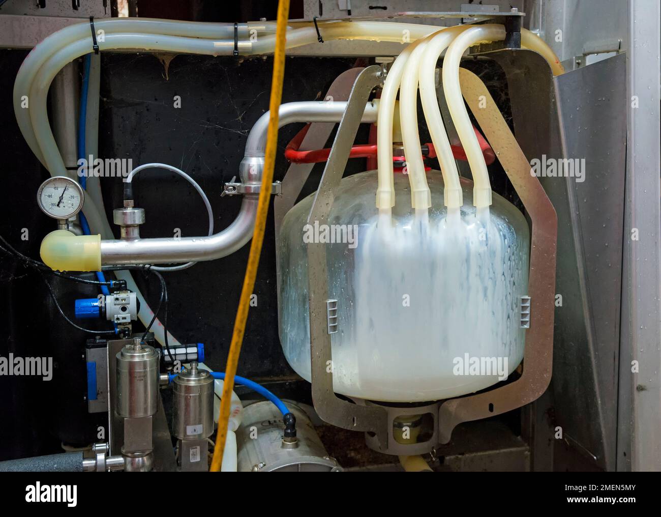 Automated milk collection machine at a dairy farm. Four hoses attached to clear collection bottle. Focus on milk bottle. Stock Photo