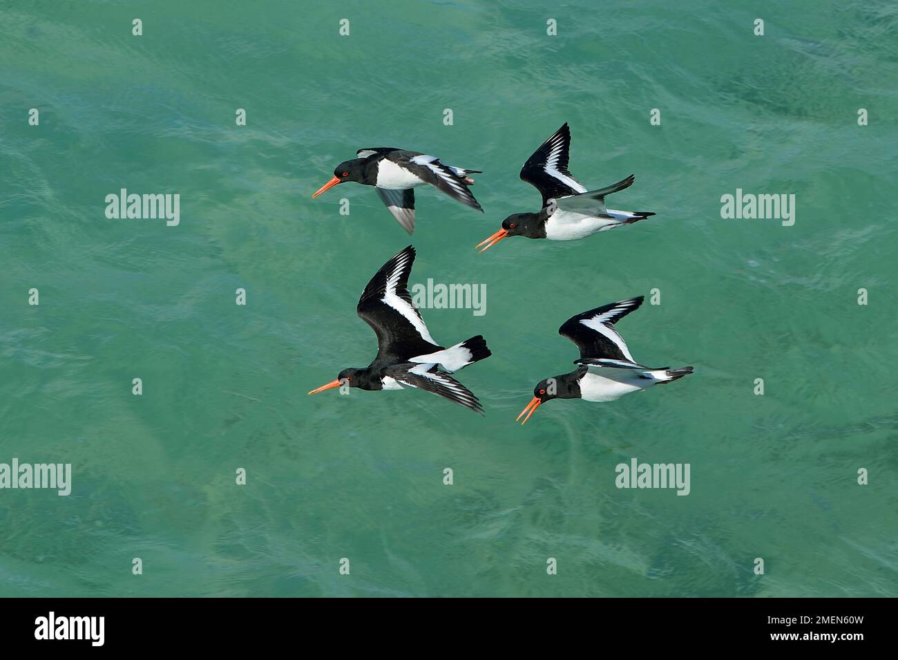 Oystercatcher (Haematopus ostralegus) two pairs in a territorial dispute and flying over sandy bay at high tide, Seilbost, South Harris, Scotland Stock Photo